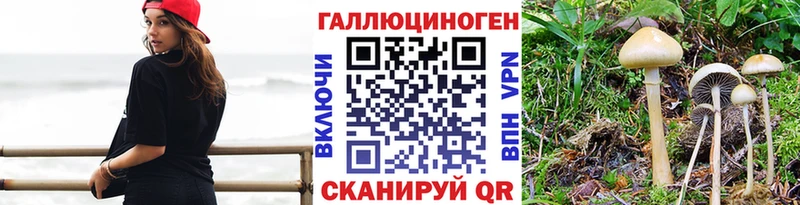 Купить Снежногорск Галлюциногенные грибы Psilocybe